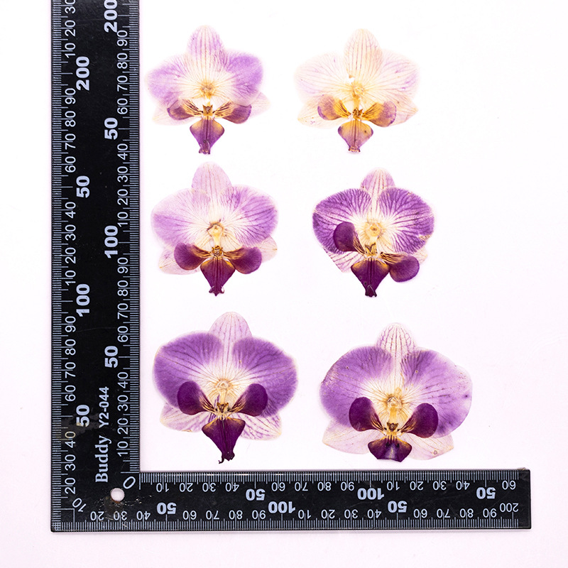 Dried Flower Bookmark - 4 Buah Kepala Bunga Anggrek Phalaenopsis
