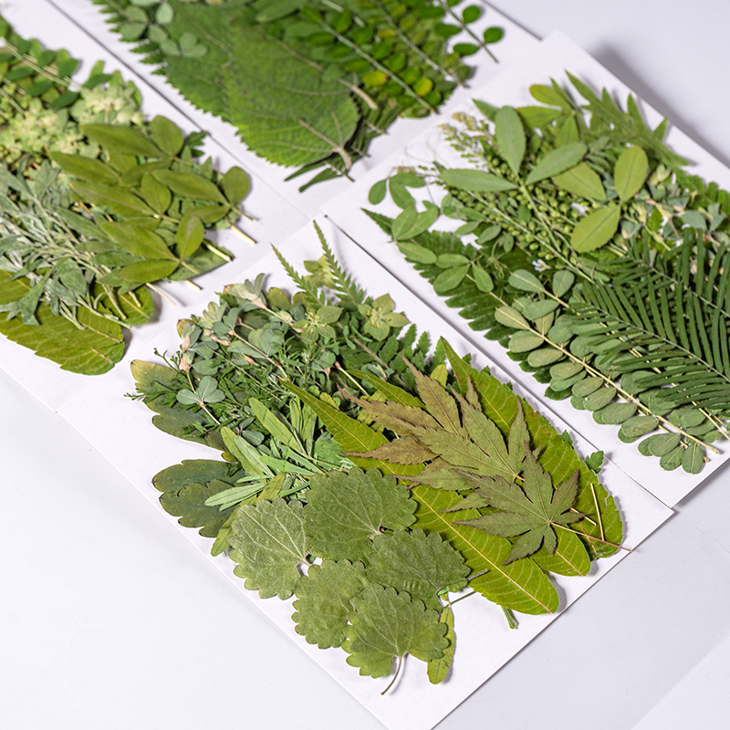 1Set 35 Buah Herbarium Daun Ca - Dried Flower Bookmark ulasan dan harga