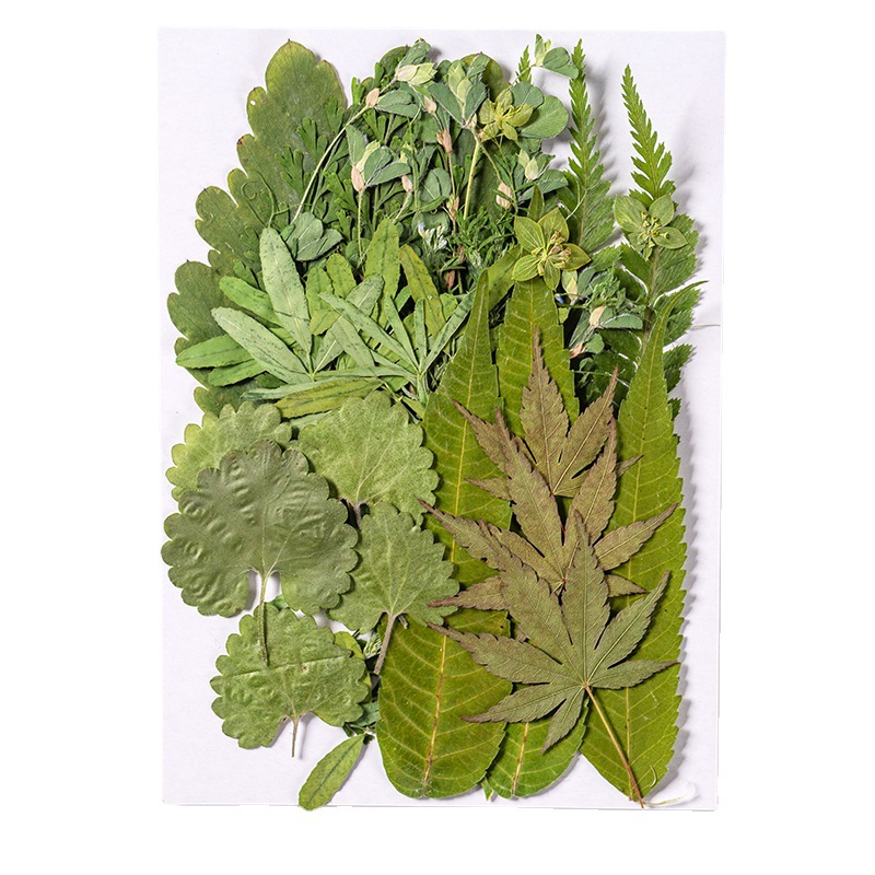 1Set 35 Buah Herbarium Daun Ca - Dried Flower Bookmark ulasan dan harga