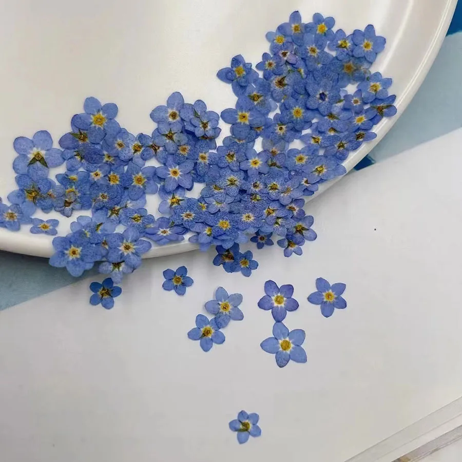 Bunga Forgetmenot Biru Kering  - Dried Flower Bookmark ulasan dan harga