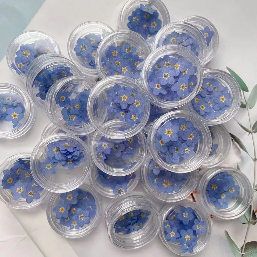 Bunga Forgetmenot Biru Kering  - Dried Flower Bookmark ulasan dan harga