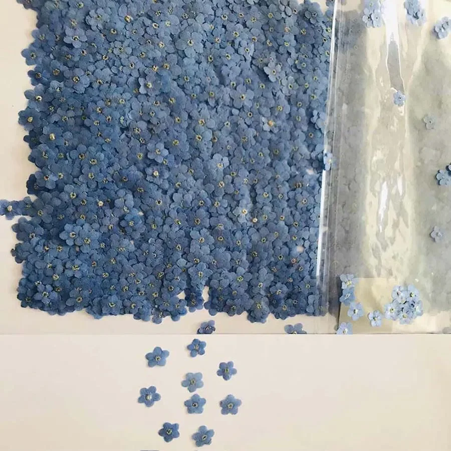 Bunga Forgetmenot Biru Kering  - Dried Flower Bookmark ulasan dan harga