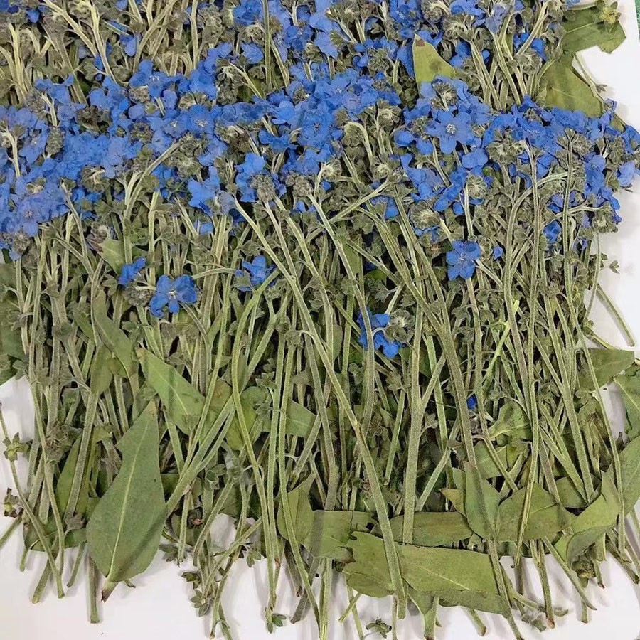 Bunga Forgetmenot Biru Kering  - Dried Flower Bookmark ulasan dan harga