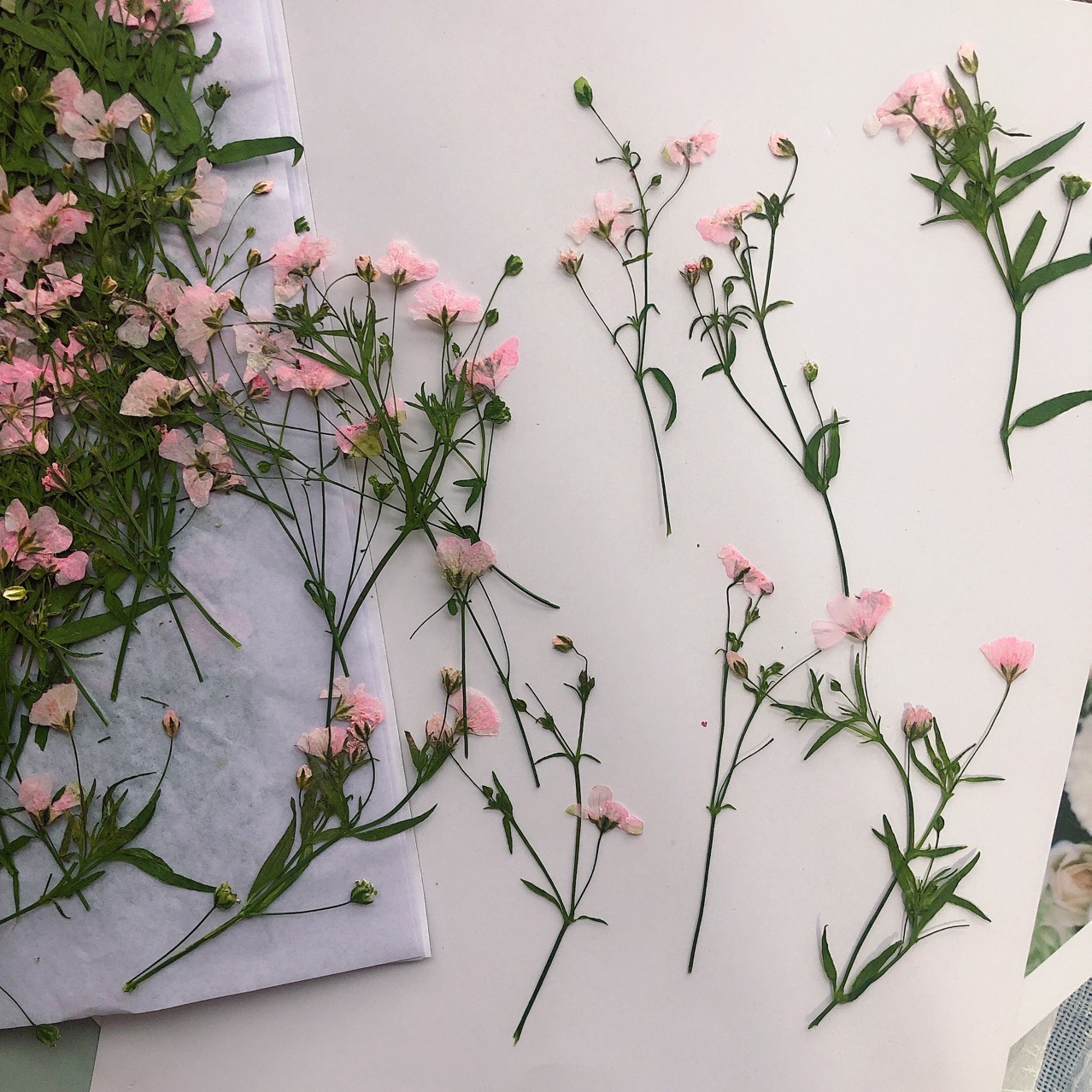 12 Buah 5-6Cm Kepala Bunga Ker - Dried Flower Bookmark ulasan dan harga