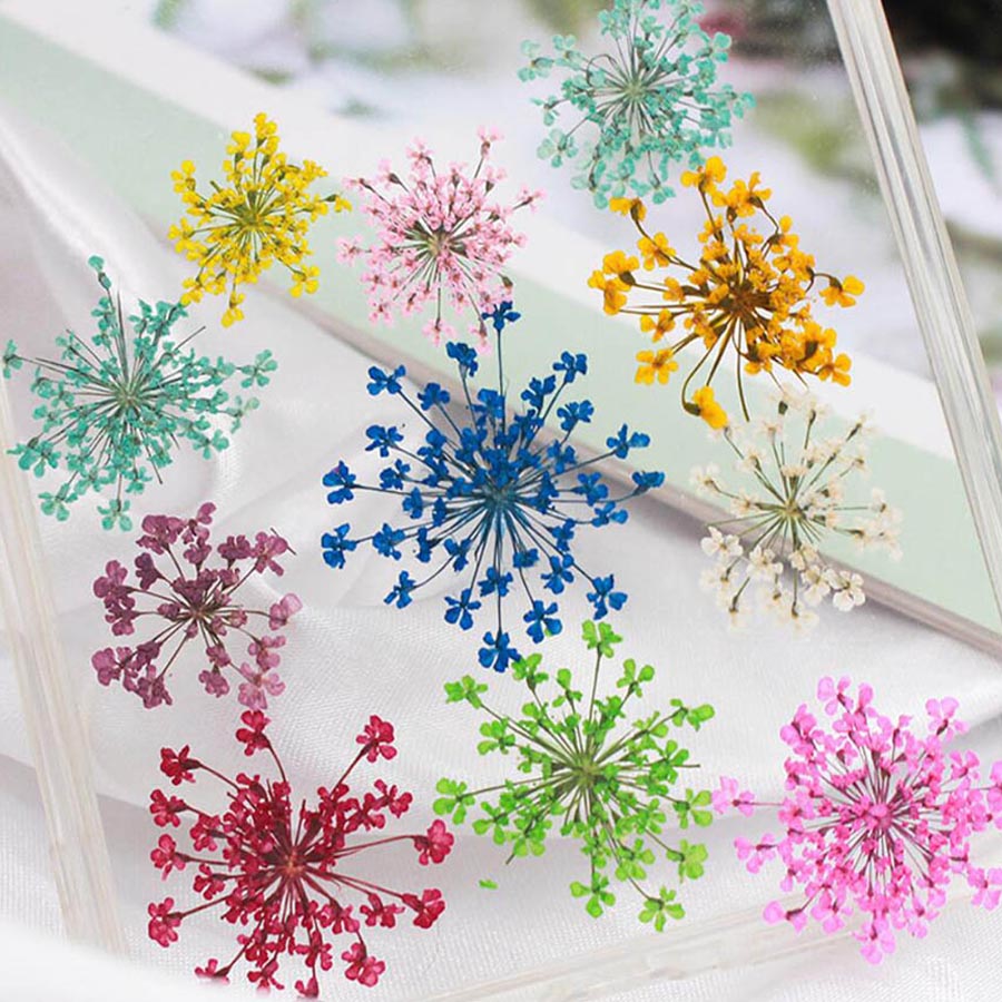 60 Buah Ditekan Kering 15-20Mm - Dried Flower Bookmark ulasan dan harga