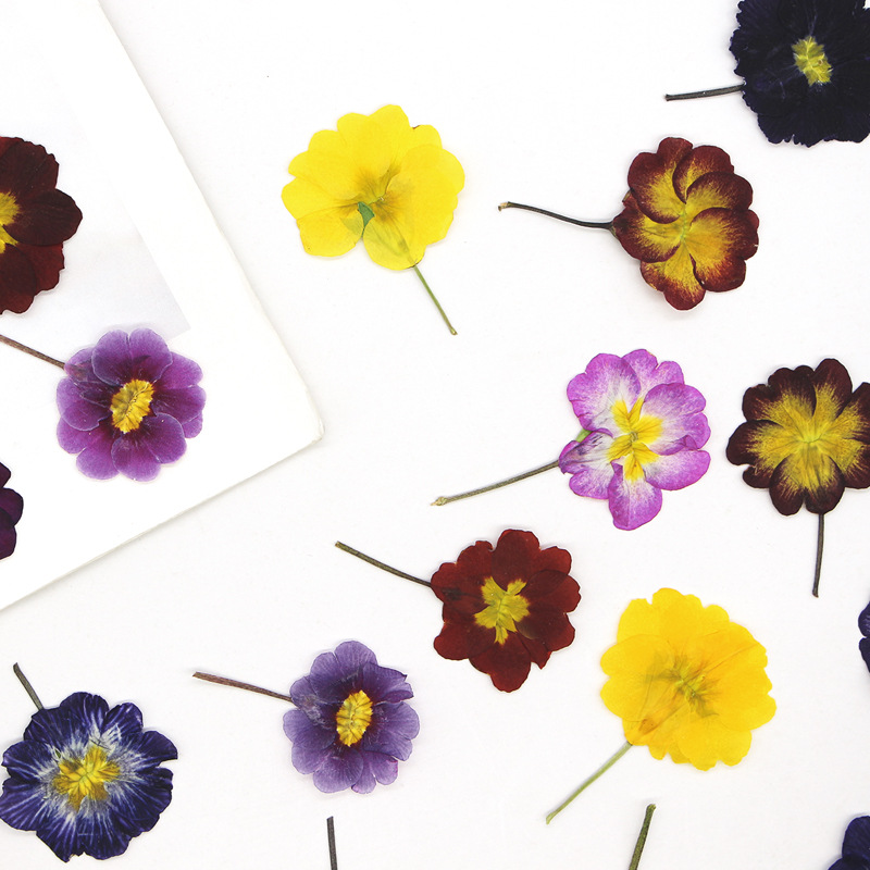 48Pcs Bunga Primrose Eropa Ker - Dried Flower Bookmark ulasan dan harga