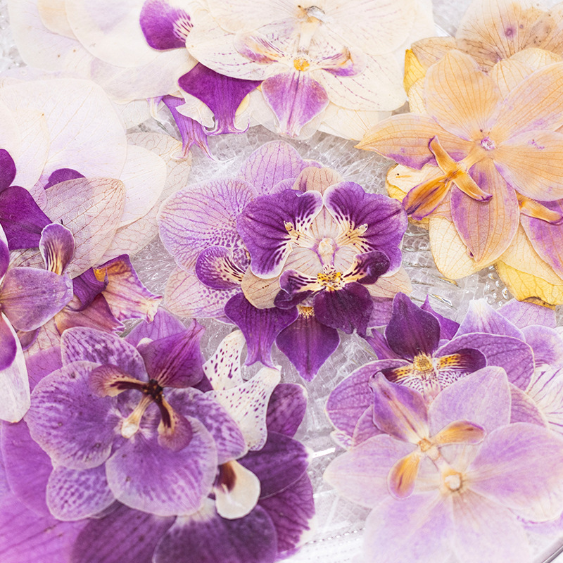 4 Buah Kepala Bunga Anggrek Ph - Dried Flower Bookmark ulasan dan harga