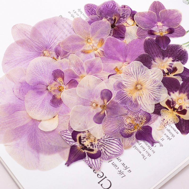 4 Buah Kepala Bunga Anggrek Ph - Dried Flower Bookmark ulasan dan harga