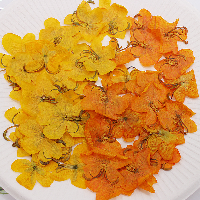 60 Buah Herbarium Tanaman Bung - Dried Flower Bookmark ulasan dan harga