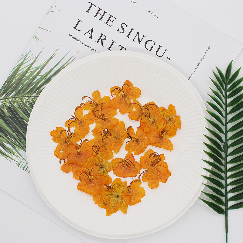 60 Buah Herbarium Tanaman Bung - Dried Flower Bookmark ulasan dan harga